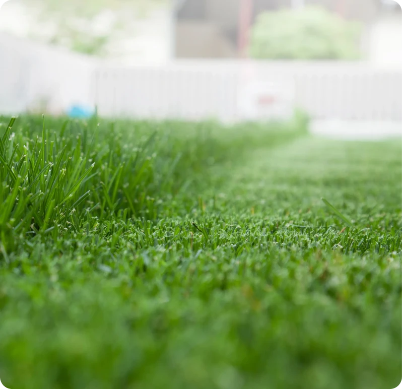 Vibrant grass blades in garden